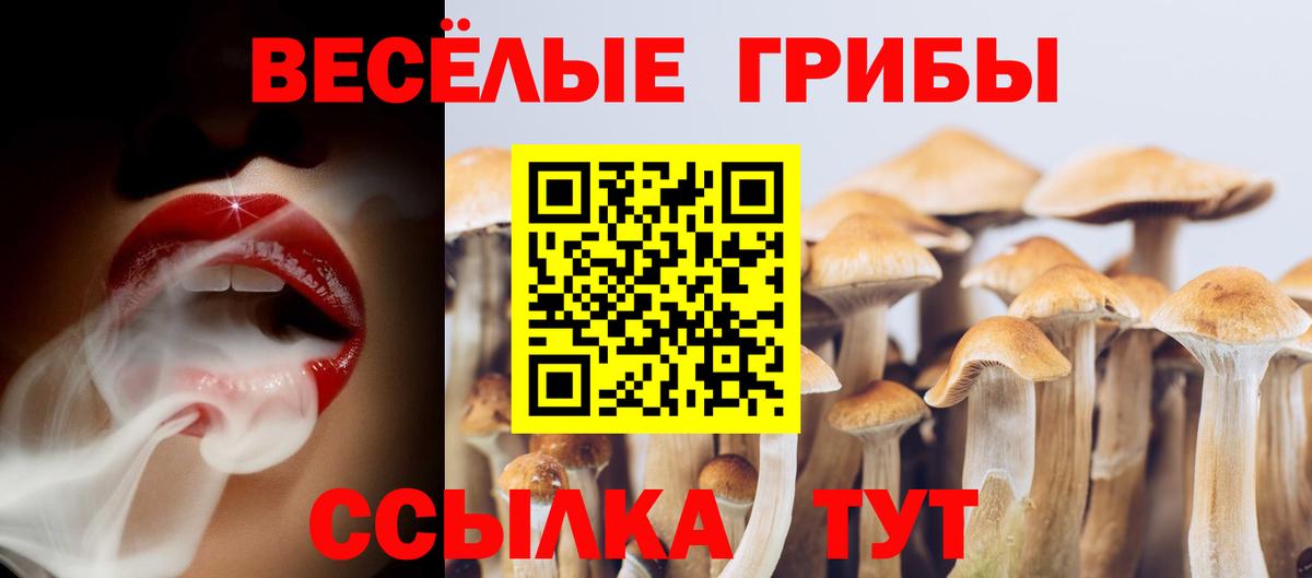 Псилоцибиновые грибы Psilocybe Коркино